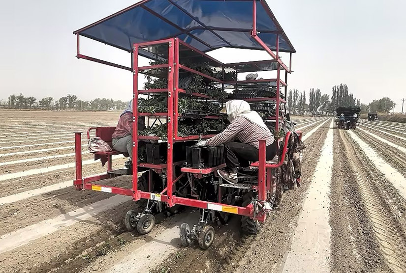 z6com人生就是搏2ZB系列蔬菜移栽机